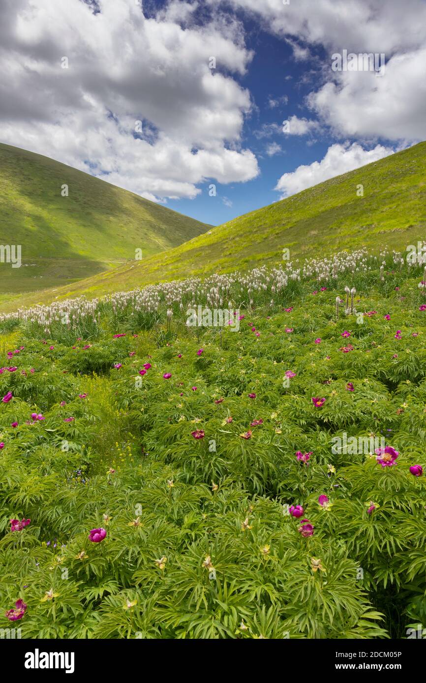 Peonia comune (Paeonia officinalis), piante che crescono su un pendio di pianura, Abruzzo, Italia Foto Stock