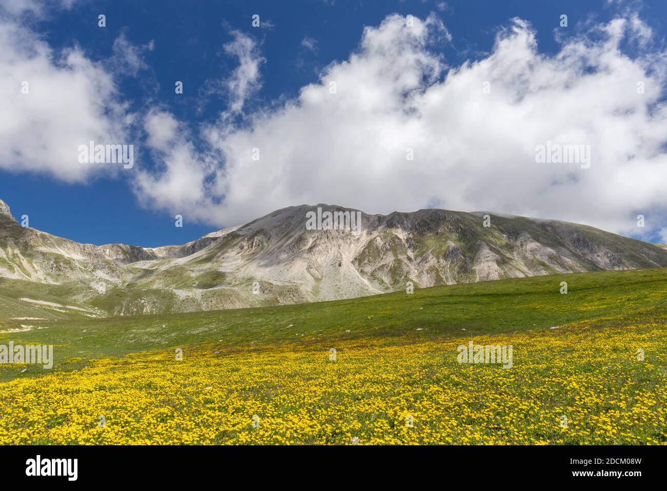 Paesaggio montano, pendii montani ricoperti di fiori di Ranunculus, Abruzzo, Italia Foto Stock