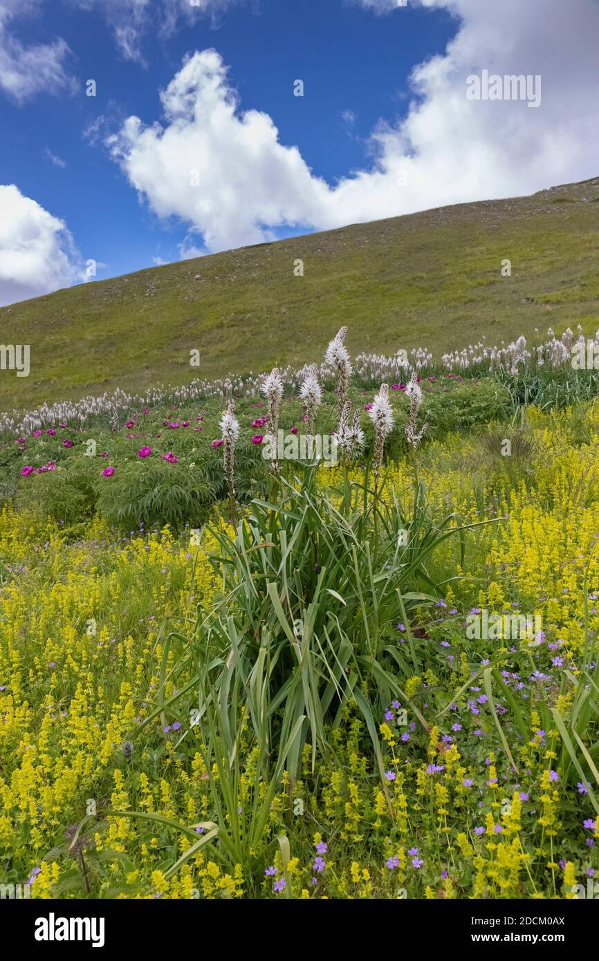 Asphodelus macrocarpus, impianto unico su un pendio di montagna, Abruzzo, Italia Foto Stock