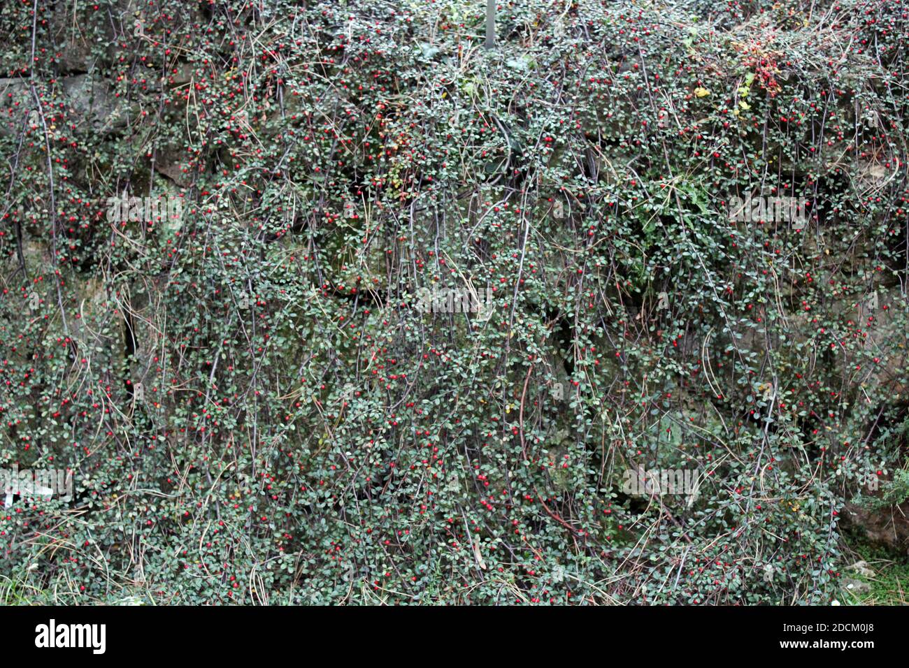 Cotoneaster dammeri, autunno nei parchi di Zagabria, Croazia, Europa Foto Stock