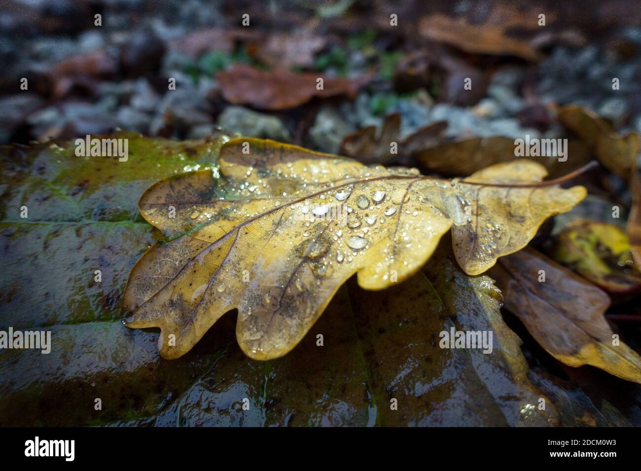 Una foglia autunnale gialla con gocce di rugiada illuminate dal sole giace tra le altre foglie su un pavimento boscoso. Foto Stock