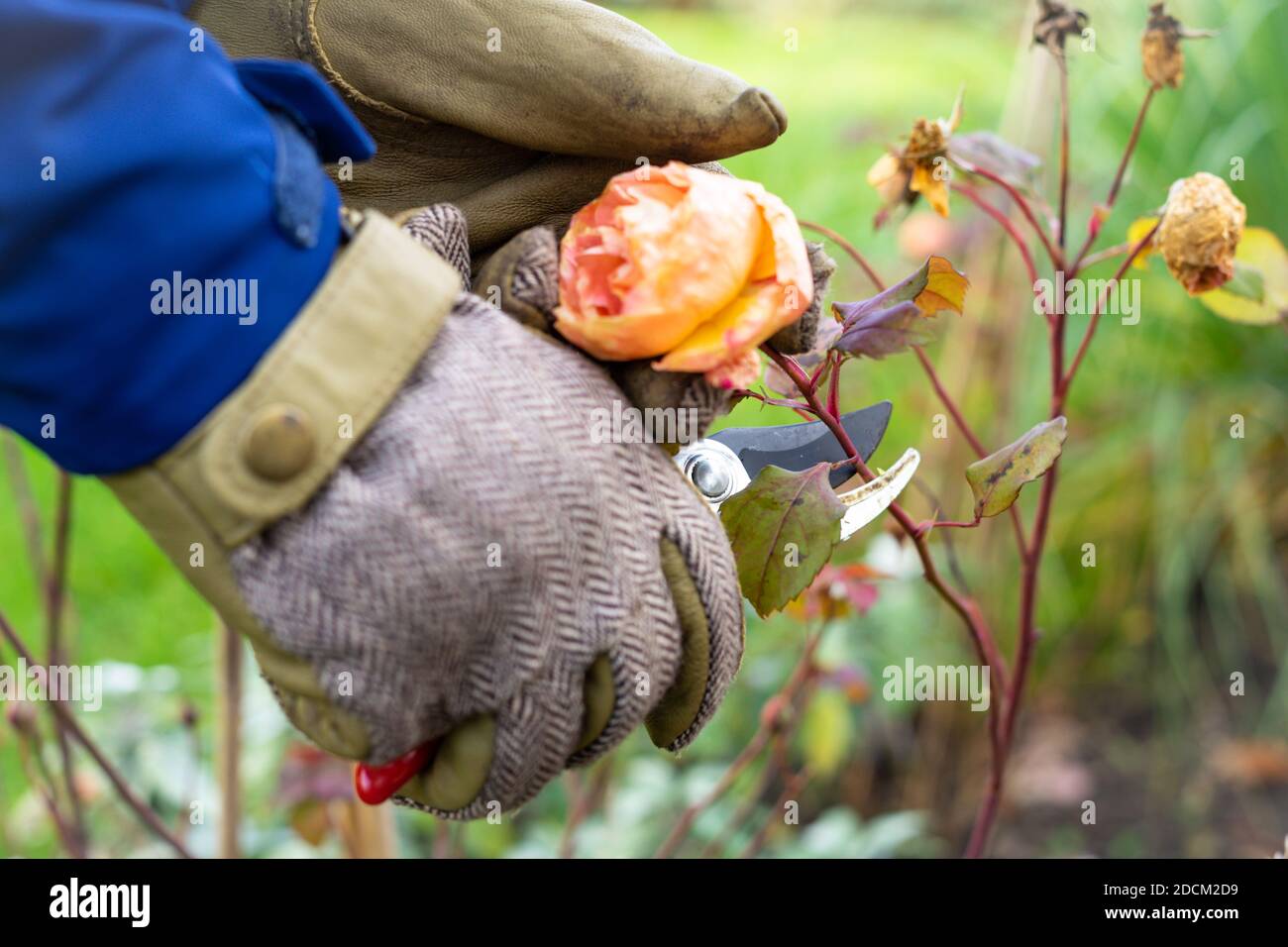 Rifilatura di un cespuglio di rose alla fine dell'autunno Foto Stock