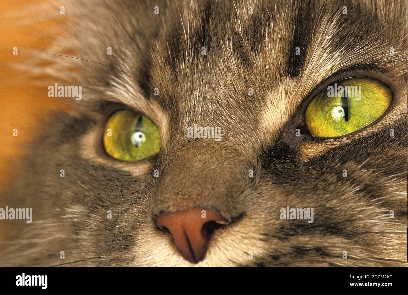 MARRONE TABBY DOMESTICO CAT, PRIMO PIANO DEGLI OCCHI Foto Stock