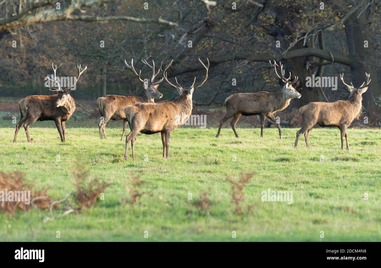 Cervi rossi (Cervus elaphus) nel Deer Park, parte del Windsor Great Park, Berkshire, Regno Unito Foto Stock