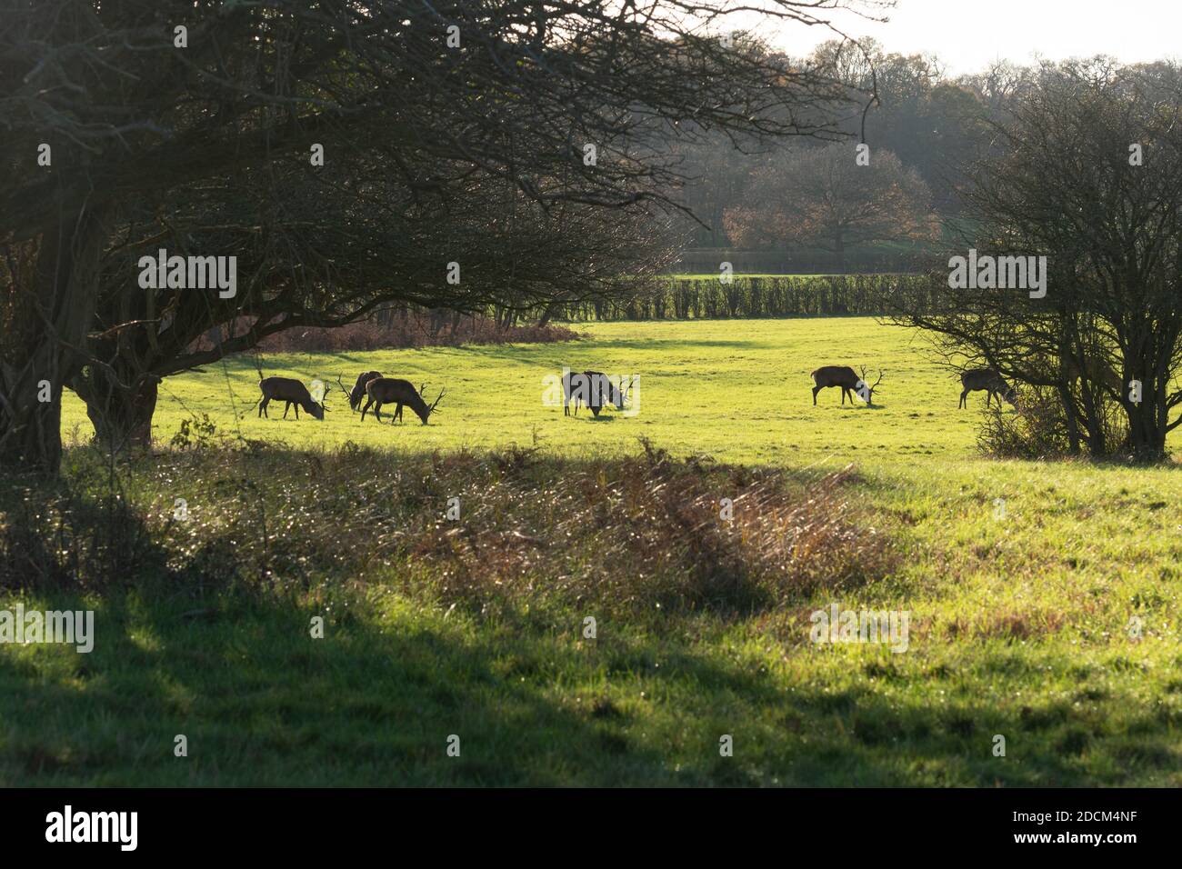 Cervi rossi (Cervus elaphus) nel Deer Park, parte del Windsor Great Park, Berkshire, Regno Unito Foto Stock