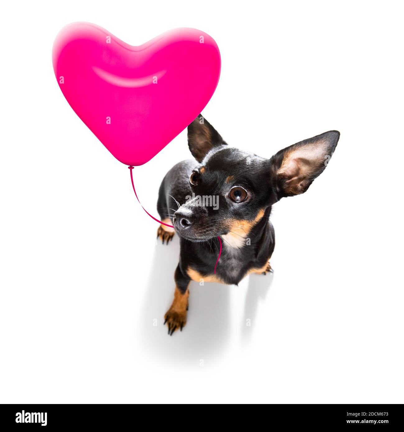praga ratter cane in amore per felice valentines giorno rosa palloncino che guarda la fotocamera Foto Stock