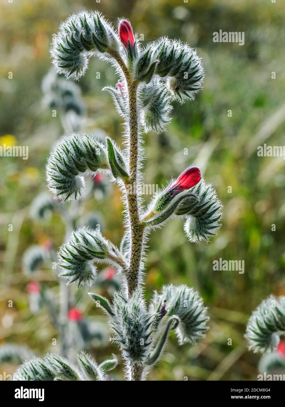Isolato da vicino di un bel fiore selvatico- Israele Foto Stock