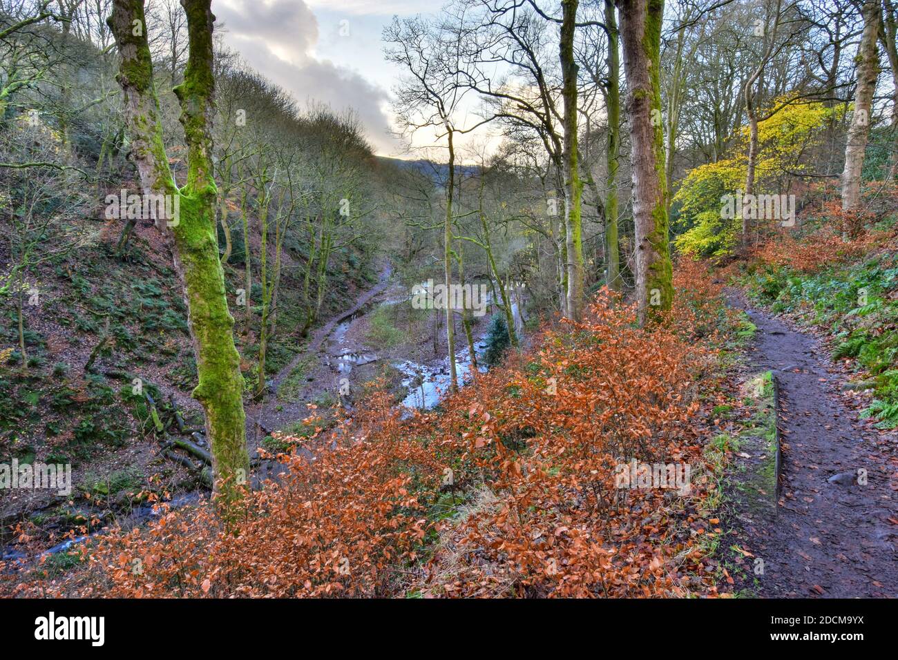 Nutlough Woods, Hebden Bridge, Calderdale, West Yorkshire Foto Stock