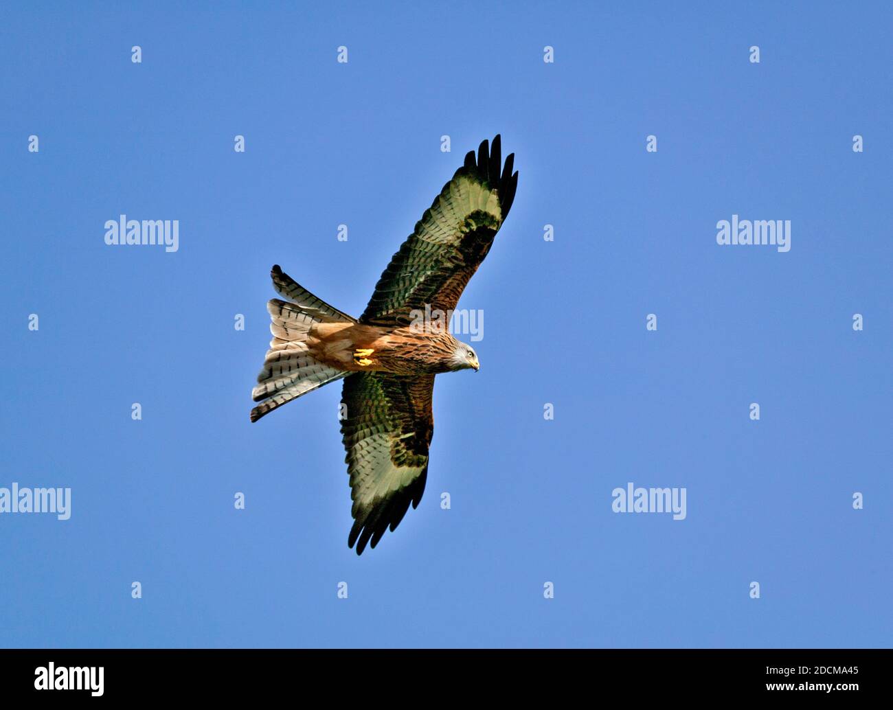 AQUILONE ROSSO MILVUS MILVUS CHE VOLA IN UN CIELO AZZURRO ESTIVO Foto Stock