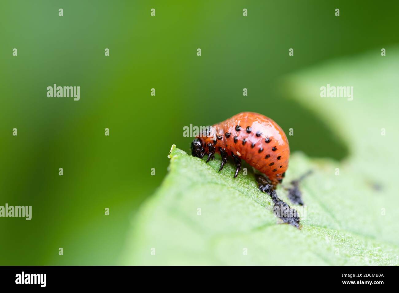 Coleottero del Colorado (Leptinotarsa decemlineata) foglia di alimentazione della pianta della patata. Primo piano di peste di insetto che causa danni enormi al raccolto in aziende agricole e gar Foto Stock