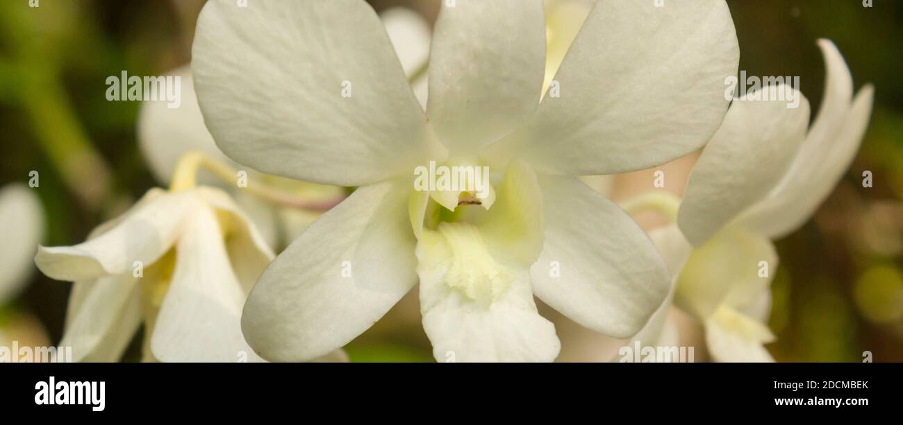 Una bella orchidea bianca che fiorisce in giardino. Foto Stock