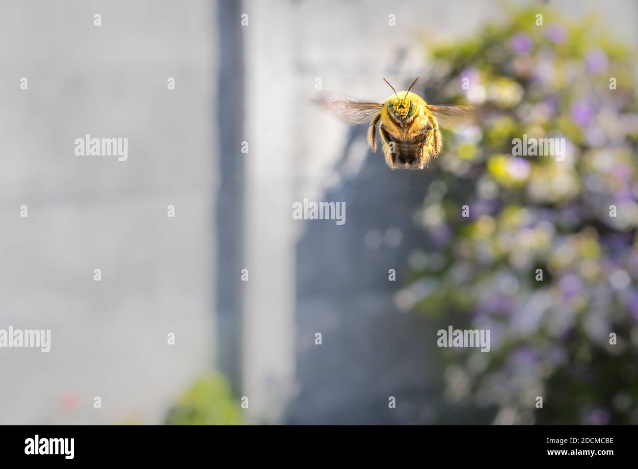 Grande giallo peloso e nero Carpenter ape (Xylocopa caffra) volare, Città del Capo, Sud Africa Foto Stock