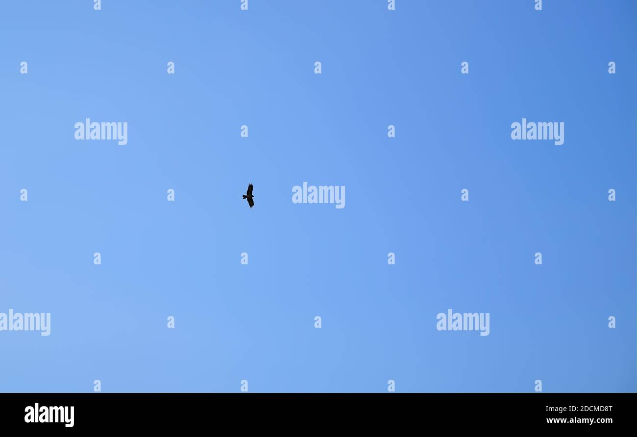 Vista isolata di un falco che vola in un blu chiaro cielo Foto Stock