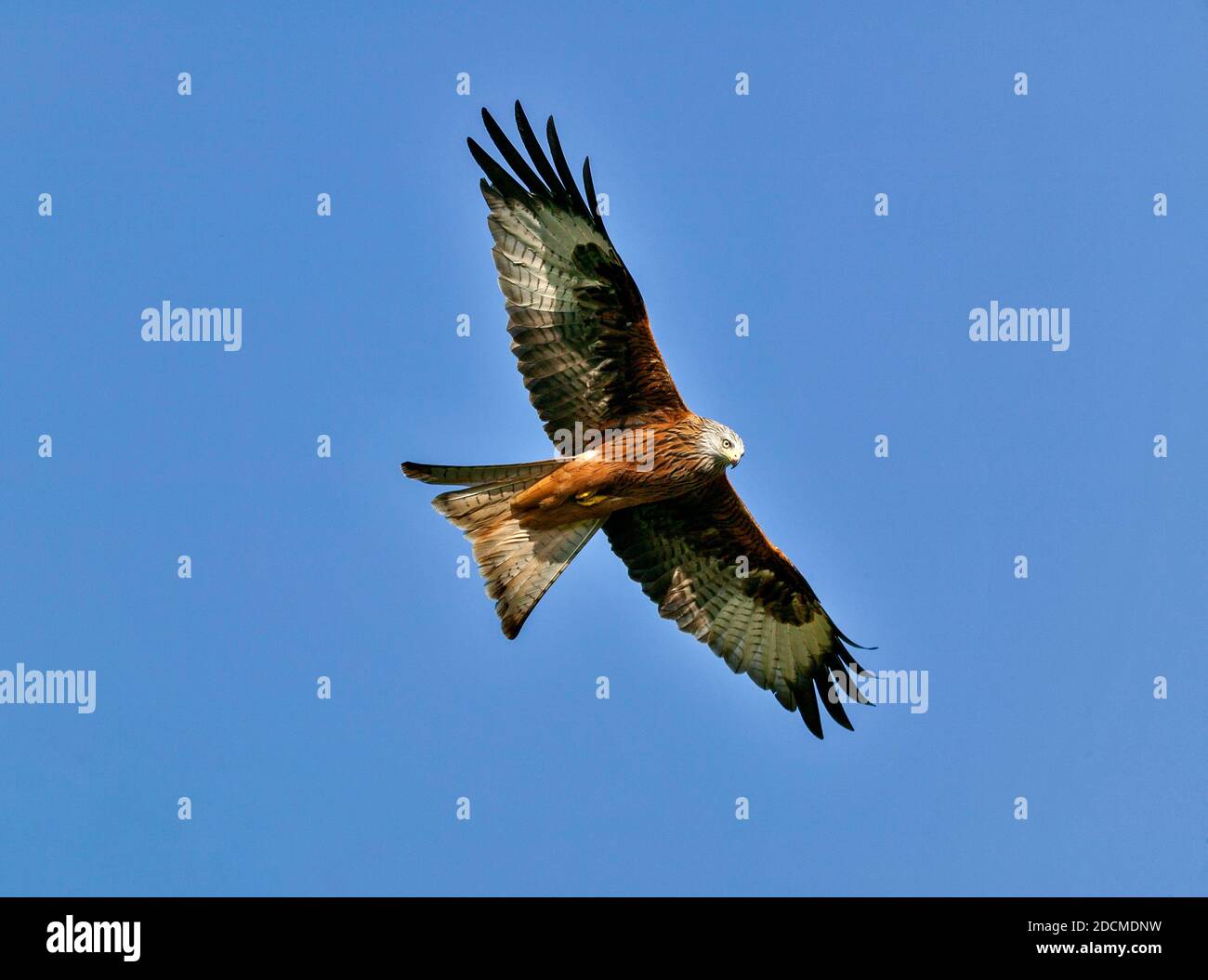 RED KITE MILVUS MILVUS UN GRANDE AQUILONE CHE SCIVOLA ATTRAVERSO UN CIELO AZZURRO ESTIVO Foto Stock