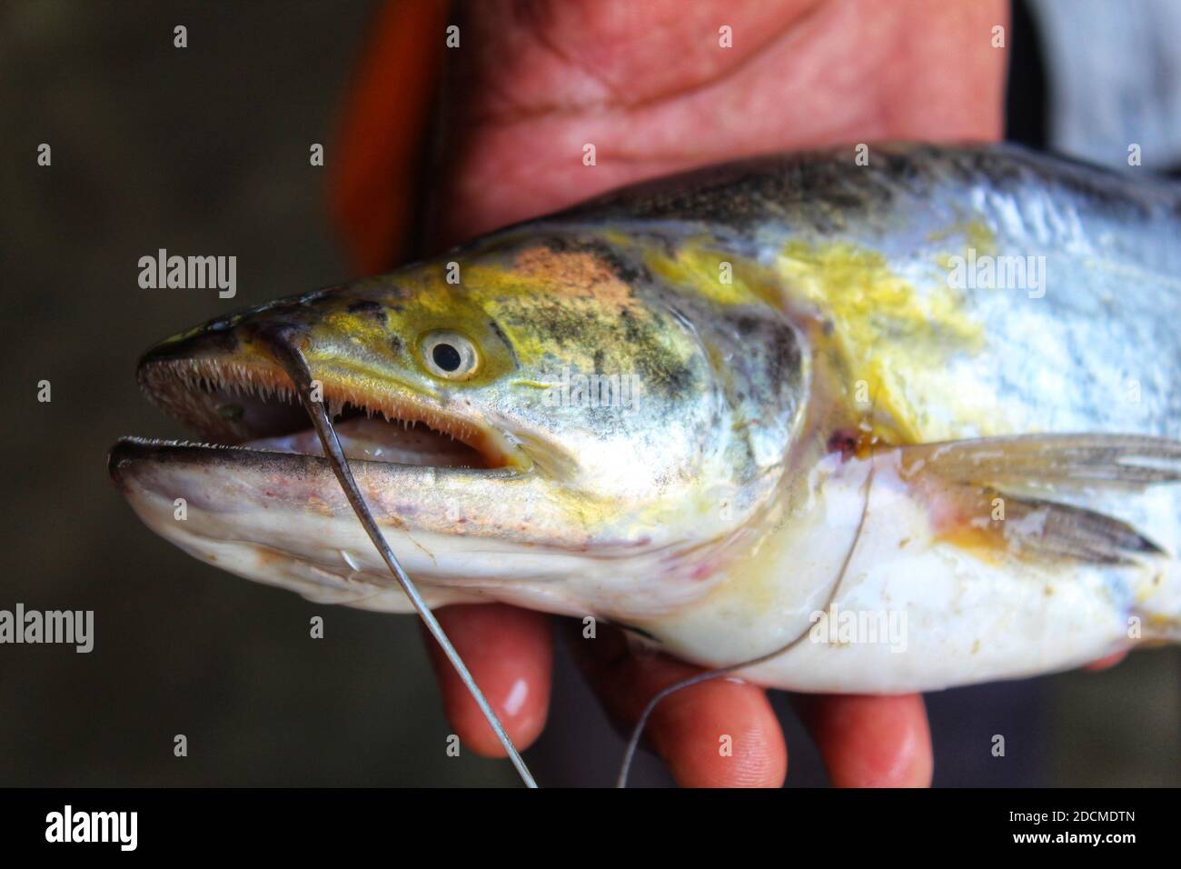 wallago attu pesce in mano squalo d'acqua dolce in mano Foto Stock