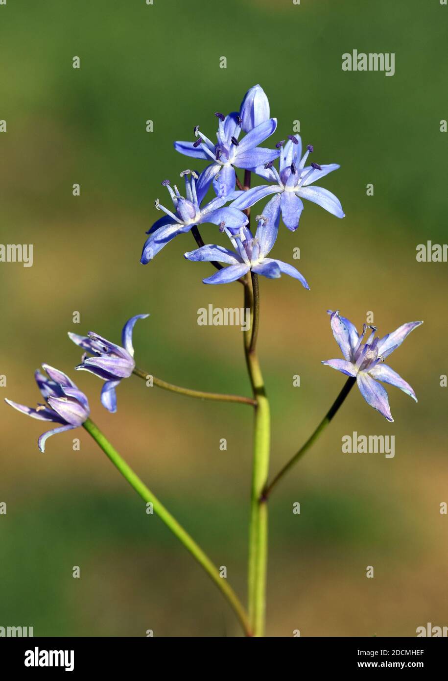 Zweiblaettriger Blaustern ist eine wachsende wachsende wild Blume mit blauen Blueten. Lo squill a due foglie è un fiore selvatico con fiori blu. Foto Stock