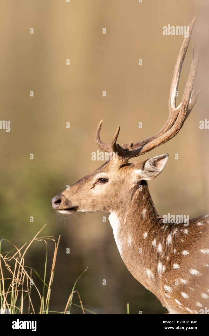 Cervo (asse) in India Foto Stock