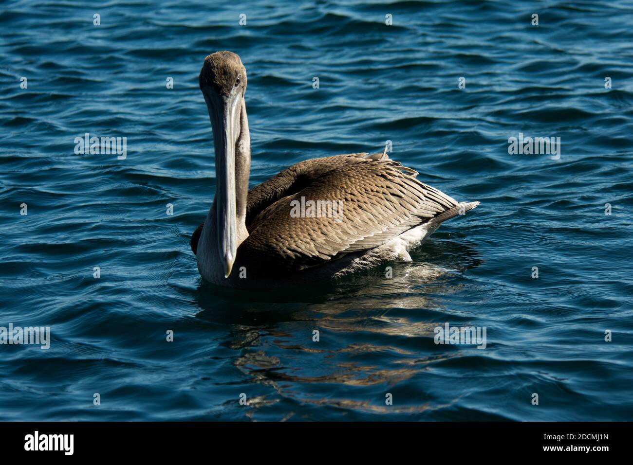 Nuoto marrone pellicano a Tago Cove all'Isola Isabela nell'arcipelago delle Galapagos. Foto Stock