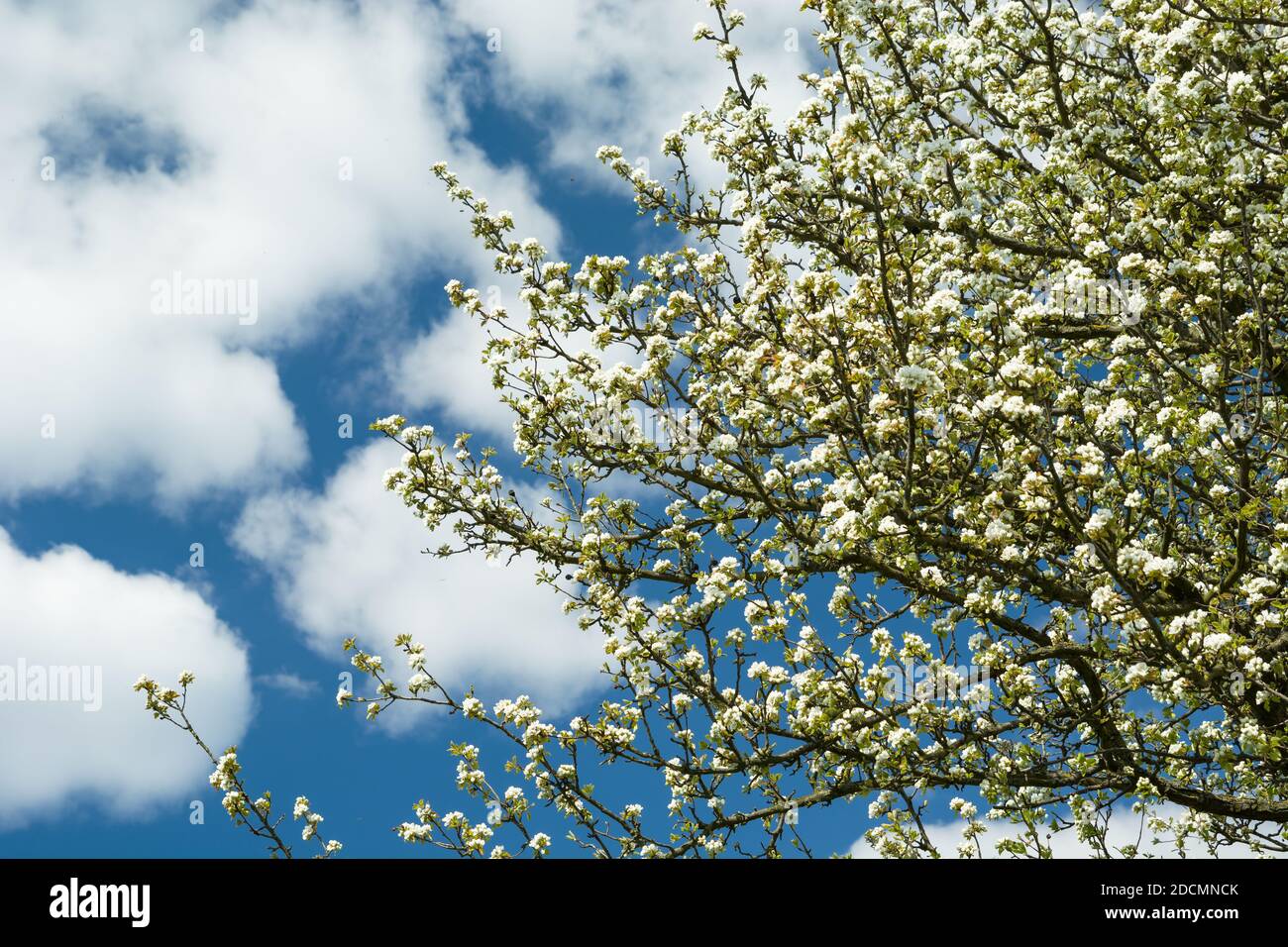 Rami di un albero in fiore e nuvole bianche su blu cielo Foto Stock