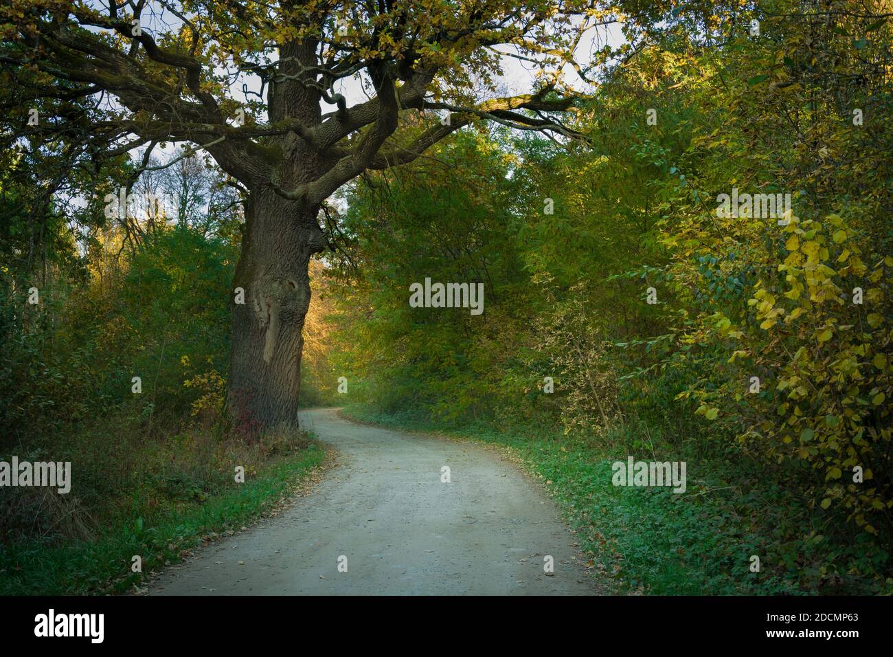 Una vecchia e enorme quercia da una strada forestale Foto Stock