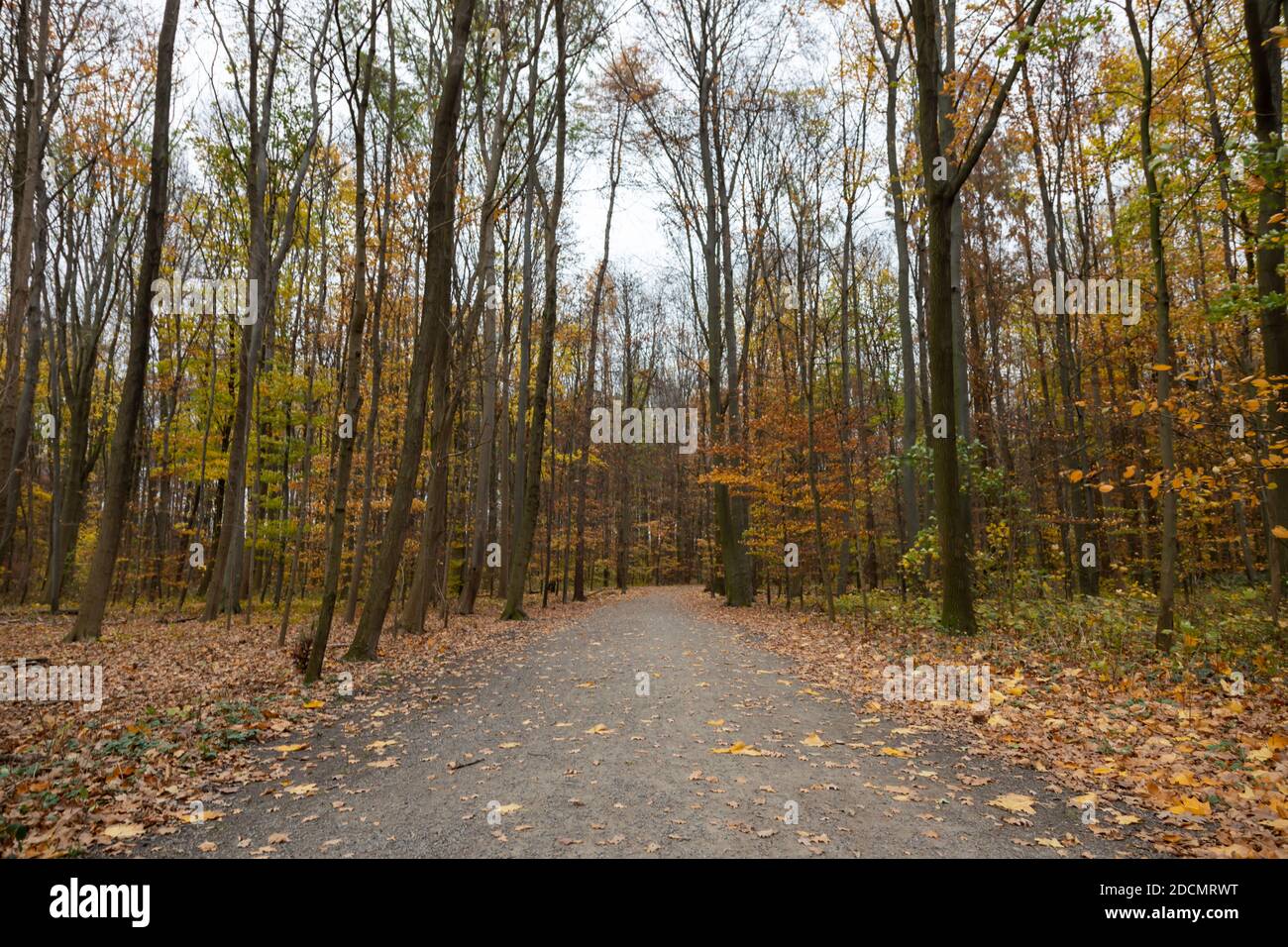 passerella in una foresta, foglie verdi, luce del sole, colori autunnali, all'aperto Foto Stock