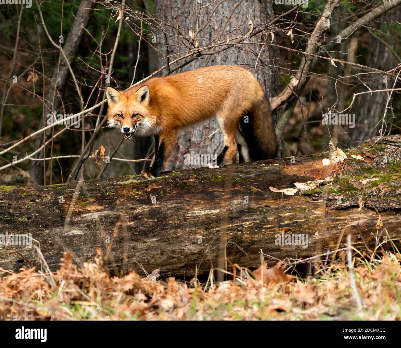 Vista del profilo della volpe rossa in primo piano su un grande tronco di muschio con uno sfondo di foresta nel suo ambiente e habitat che mostra la coda di volpe, bocca aperta. Foto Stock
