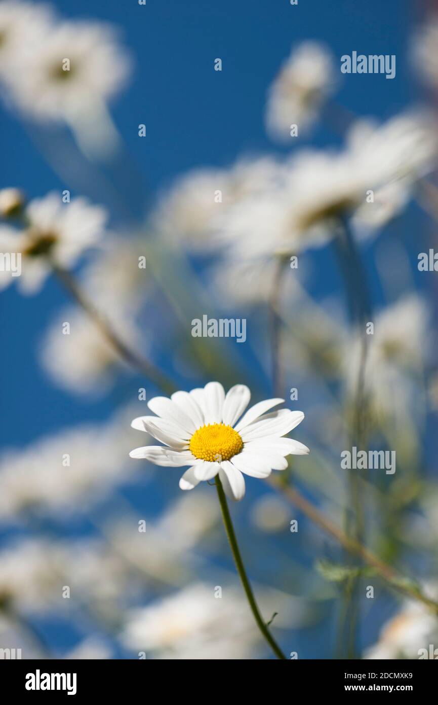 Oxeye Daisies, Leucanthemum vulgare, in fiore Foto Stock