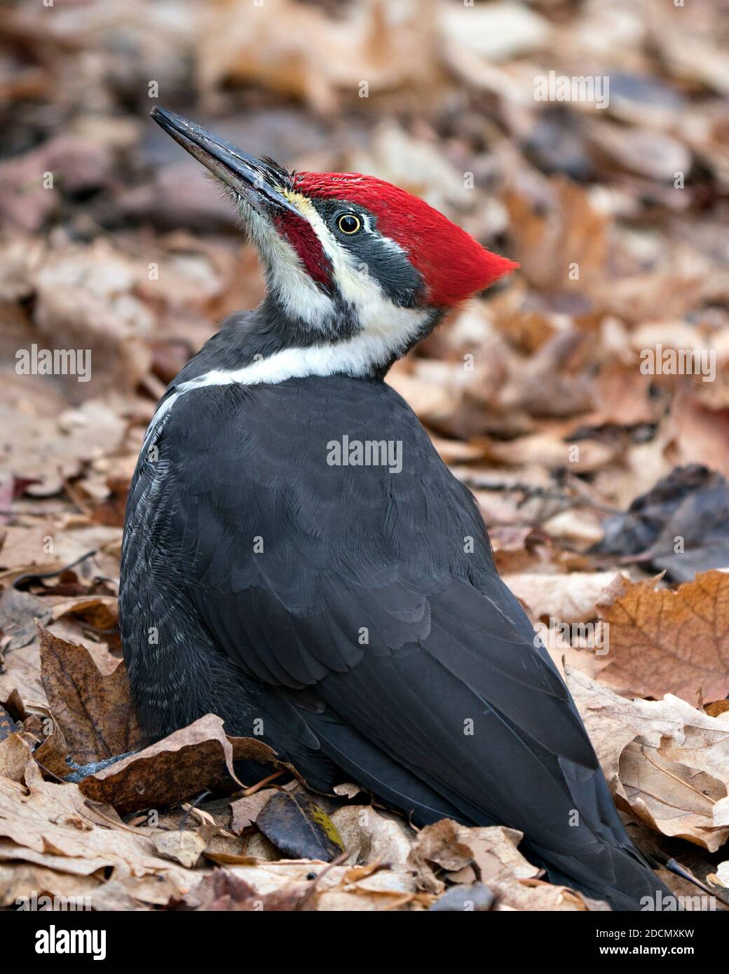 Vista del profilo di Woodpecker bird close-up con uno sfondo di foglie marroni nel suo ambiente e habitat. Foto di stock di Woodpecker. Immagine. Immagine. Foto Stock