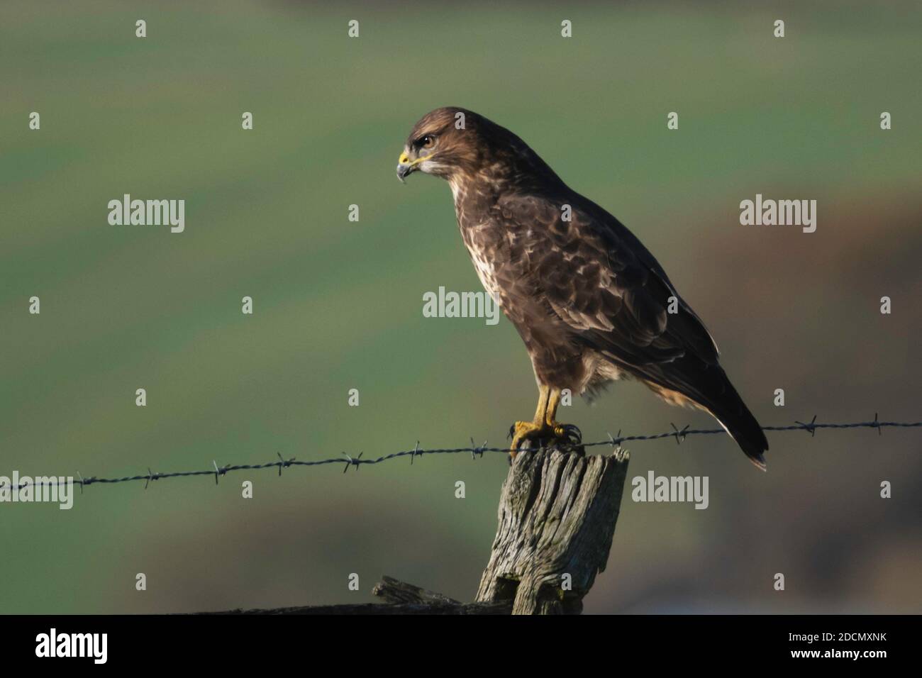 Buzzard comune seduto su un palo di recinzione Foto Stock