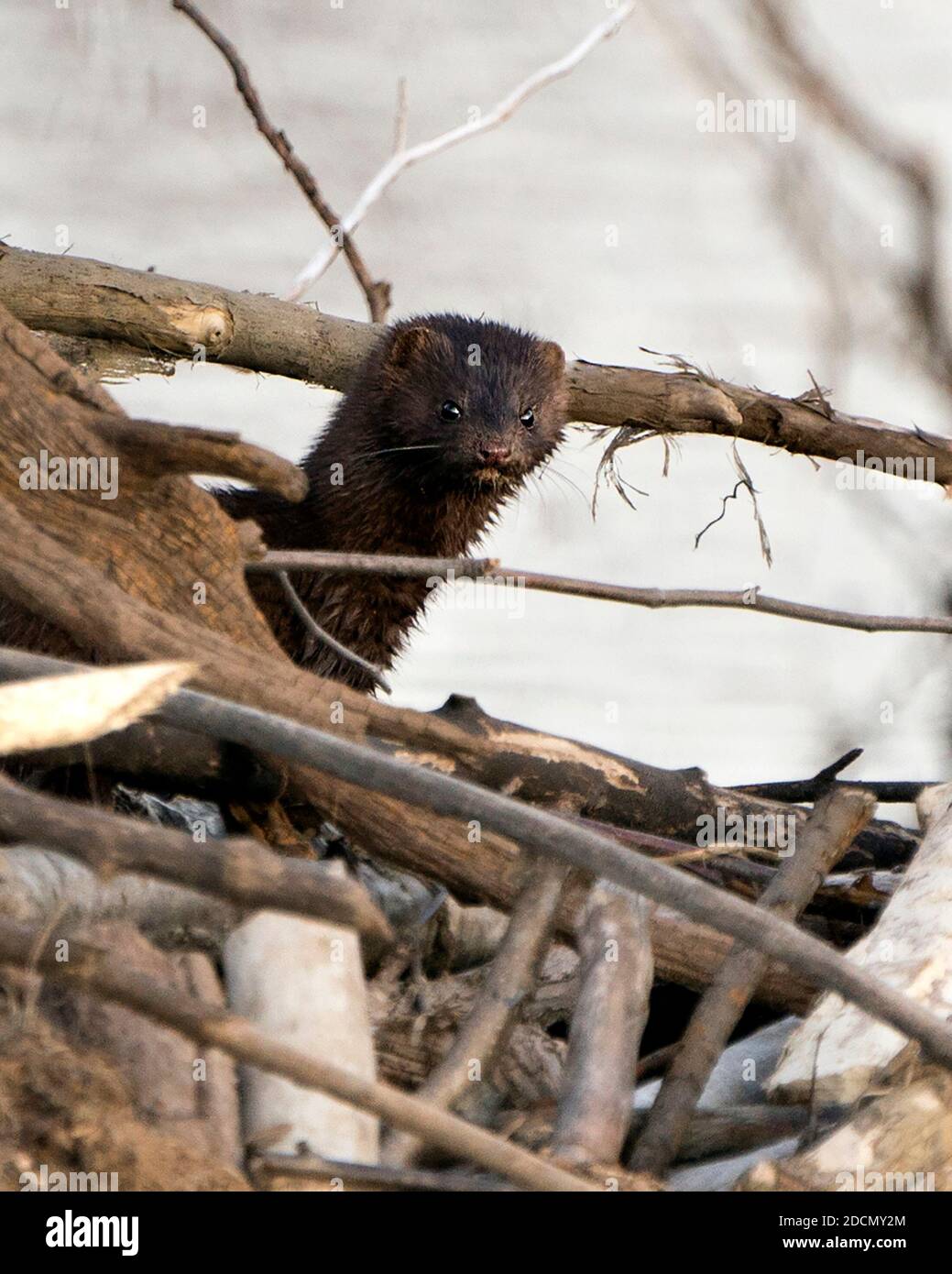 Vista del profilo in primo piano della testa mink in tronchi scavati che guardano la telecamera con uno sfondo sfocato nell'ambiente e nell'habitat. Immagine mink. Mink Foto. Testa Foto Stock
