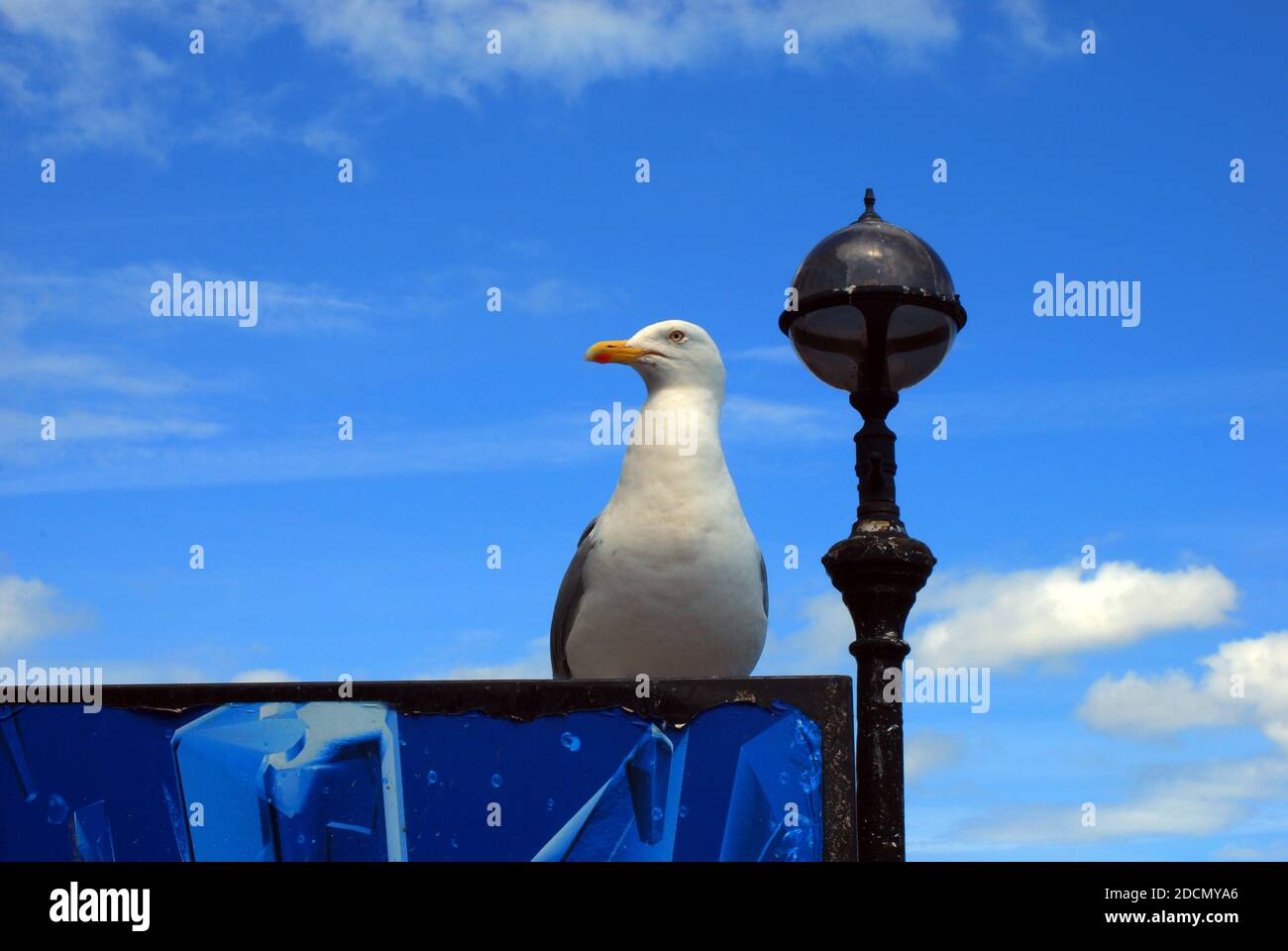 European Herring Gull (Larus argentatus) AKA Seagull Sea Gull tipico residente del mare britannico. Qui perching su una fine di giro fiabesco del molo Foto Stock