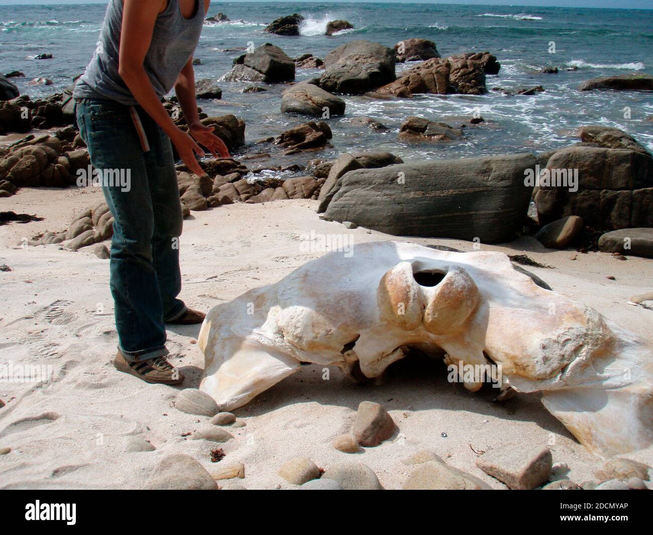 lo scheletro di una balena, uno degli animali più grandi Foto Stock