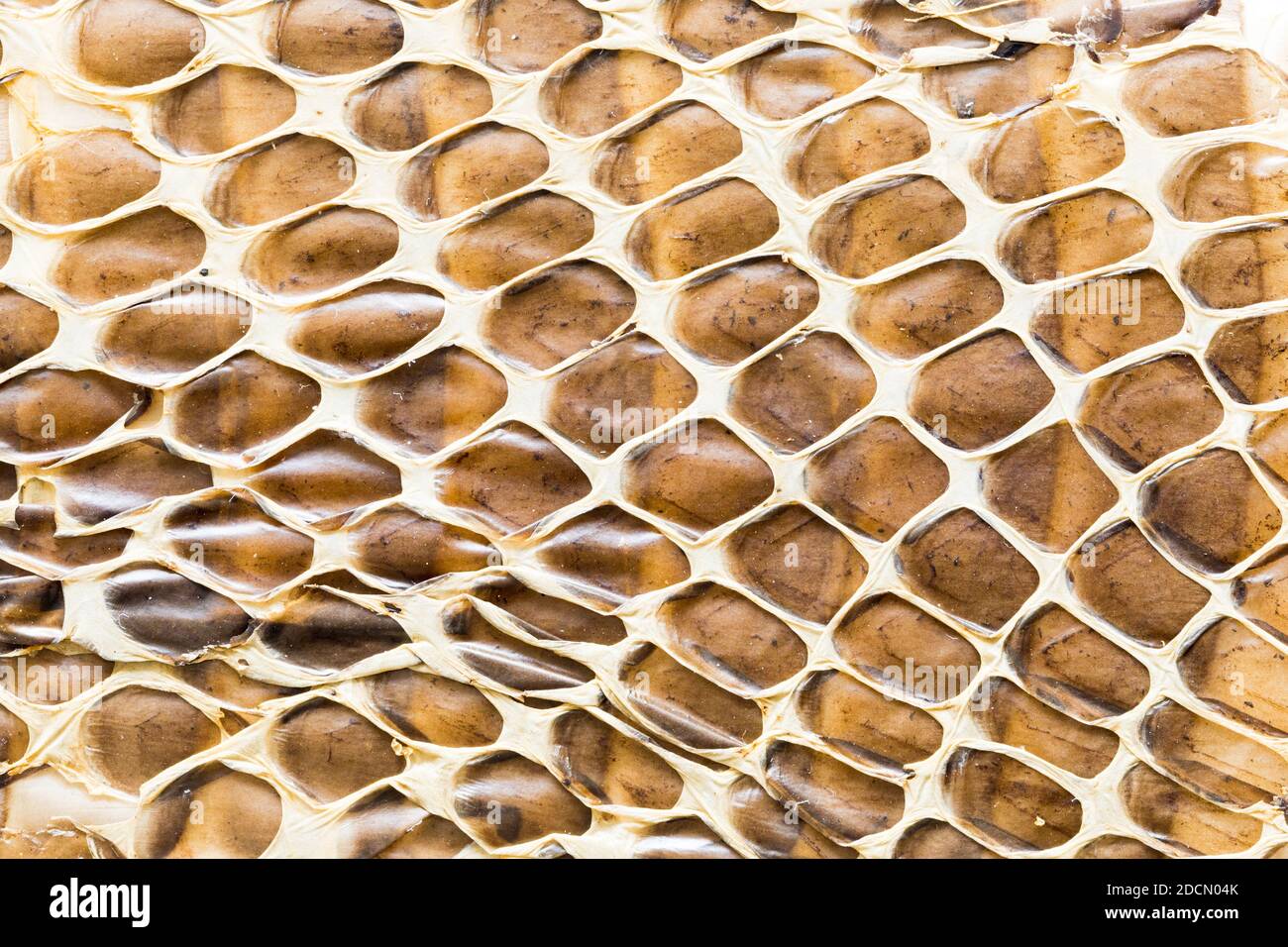 Snake la texture della pelle Foto Stock