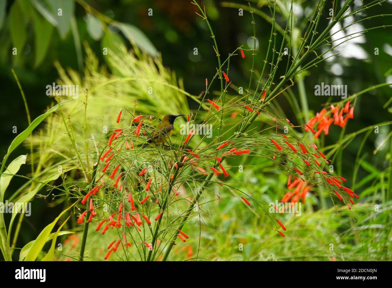 Un uccello da sole a oliva appollaiato su un ramo di una pianta di vigili del fuoco, con fiori rossi in fiore intorno. Foto Stock