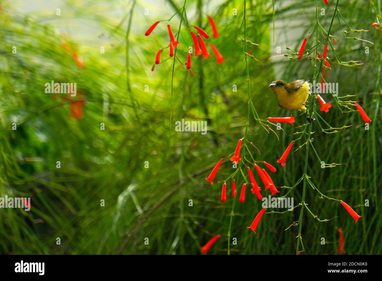 Un uccello da sole a oliva appollaiato su un ramo di una pianta di vigili del fuoco, con fiori rossi in fiore intorno. Foto Stock