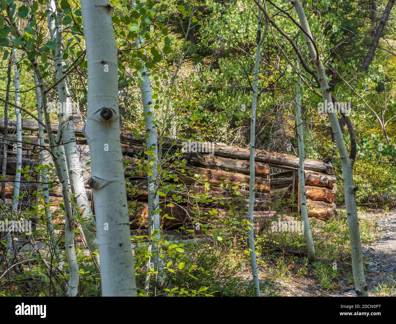 Old Maid Mine, Dexter Creek Trail, Uncompahgre National Forest, Ouray, Colorado. Foto Stock