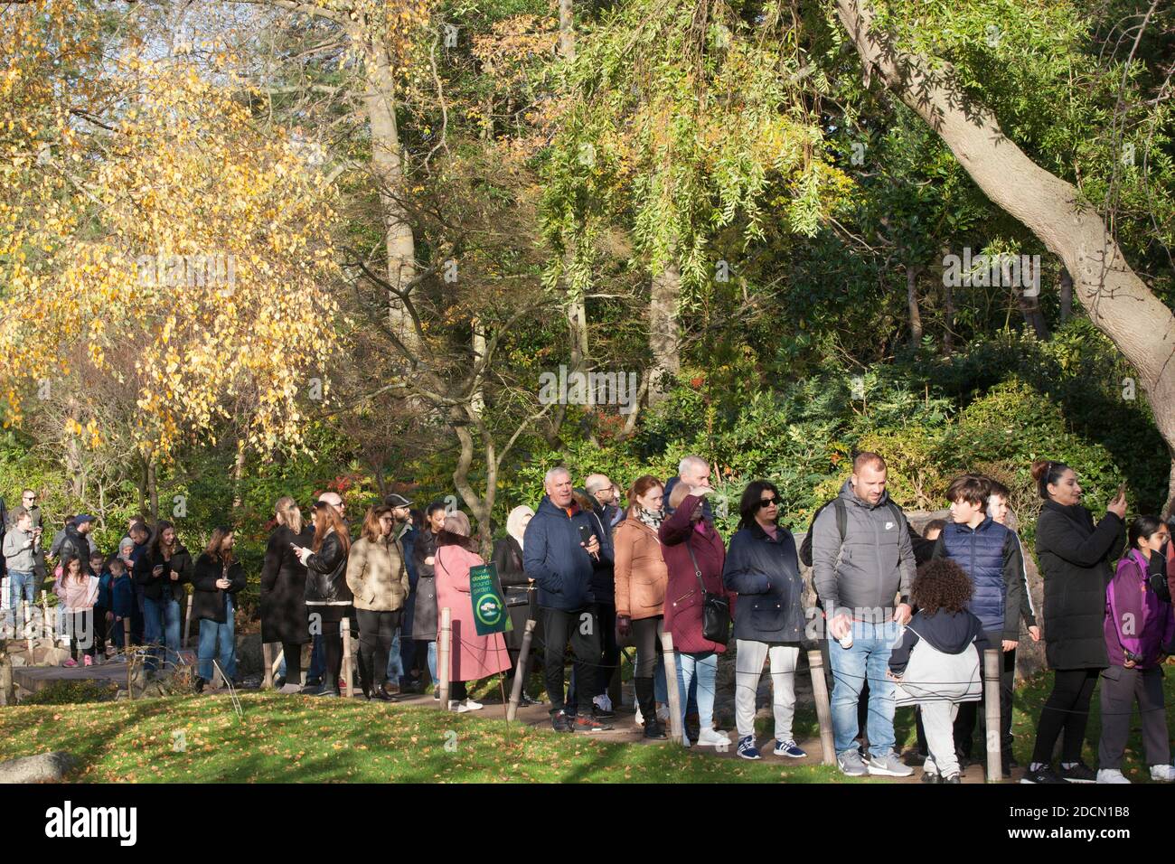 UK Weather, Londra, 22 novembre 2020: In una domenica di sole a Londra, la gente si riversa nell'Holland Park, dove si formarono code nel Kyoto Garden e i visitatori fotografarono scoiattoli e pavoni. Pochissime persone indossavano maschere di faccia ma la maggior parte ha fatto un tentativo di allontanamento sociale. Domani (lunedì) sono in programma annunci su un nuovo sistema di restrizioni di tipo "covid" da attuare una volta terminato il blocco in corso il 2 dicembre. Anna Watson/Alamy Live News Foto Stock UK Weather, Londra, 22 novembre 2020: In una domenica di sole a Londra, la gente si riversa nell'Holland Park, dove si formarono code nel Kyoto Garden e i visitatori fotografarono scoiattoli e pavoni. Pochissime persone indossavano maschere di faccia ma la maggior parte ha fatto un tentativo di allontanamento sociale. Domani (lunedì) sono in programma annunci su un nuovo sistema di restrizioni di tipo "covid" da attuare una volta terminato il blocco in corso il 2 dicembre. Anna Watson/Alamy Live News Foto Stock