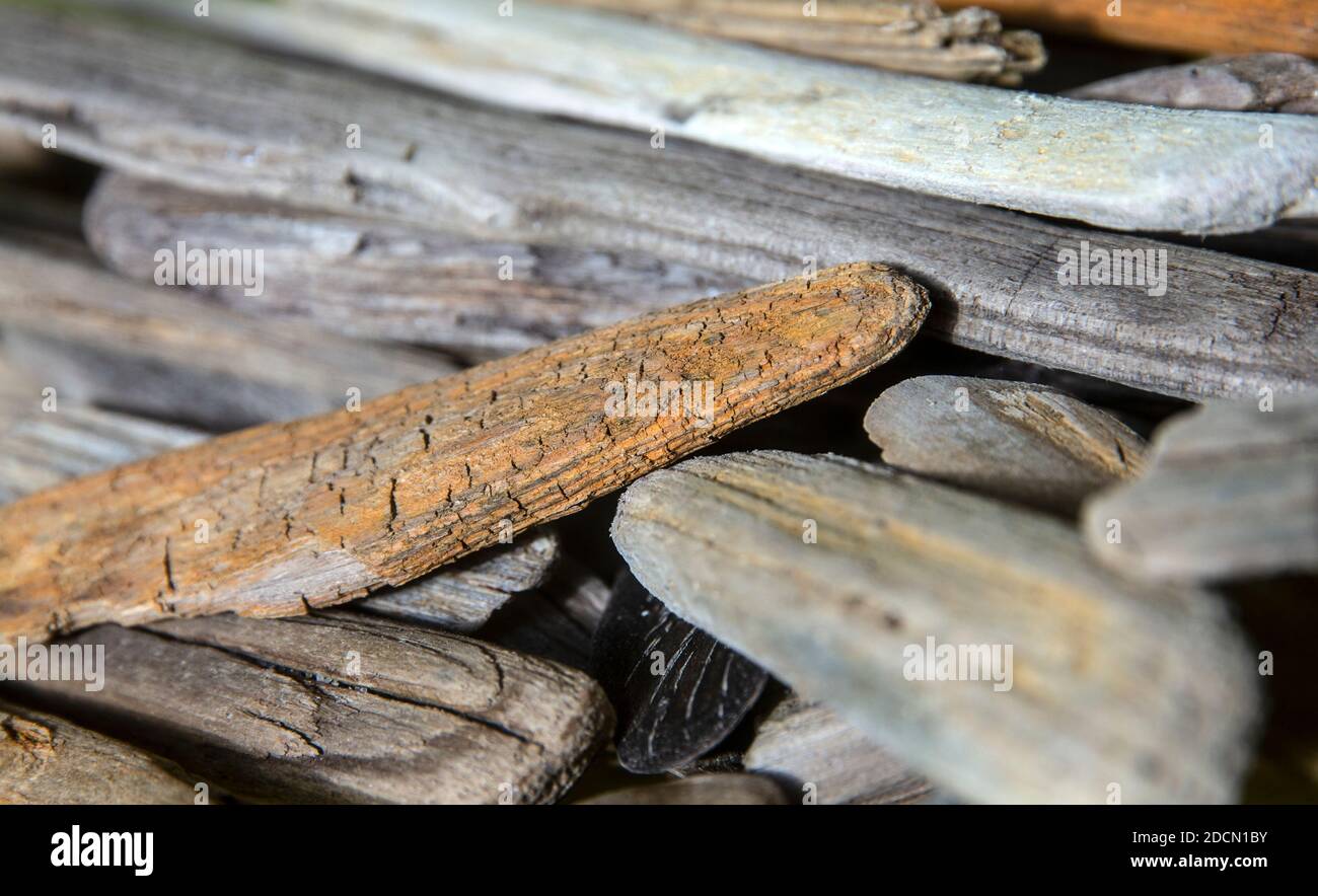 Driftwood Suffolk Foto Stock