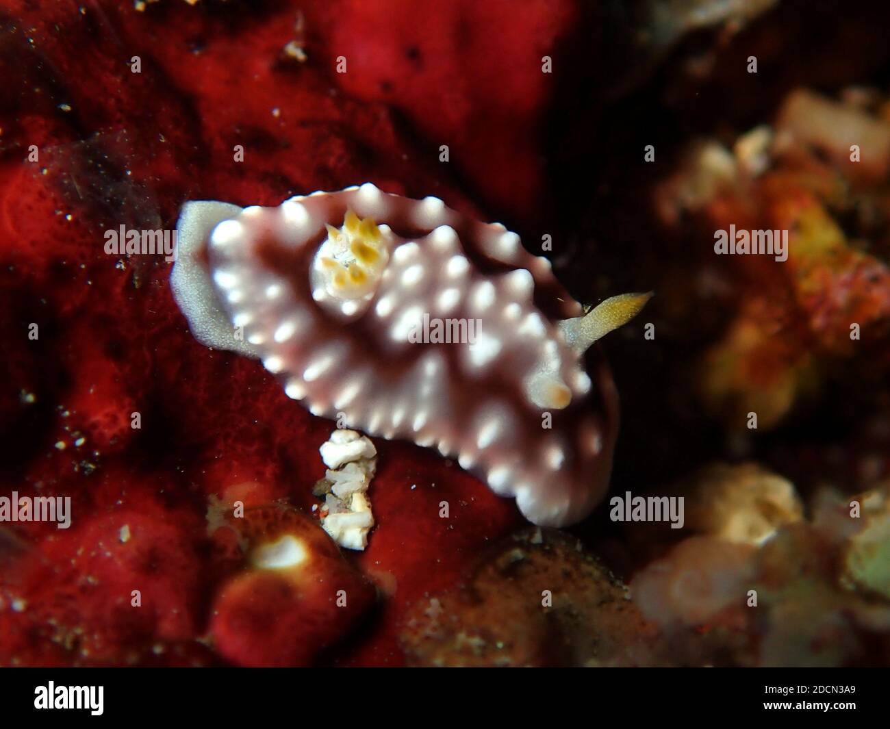 Nudiranch bianco e giallo sulle barriere coralline di Raja Ampat, Indonesia Foto Stock