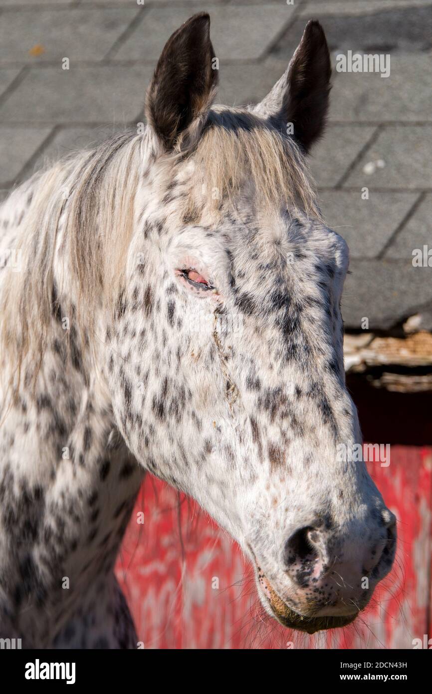 Vecchio cavallo cieco. L'occhio dei cavalli sembra avere cataratte ed è rosa nuvoloso. Il cavallo è bianco puntinato di nero. Solo la testa e il collo sono visibili. Foto Stock
