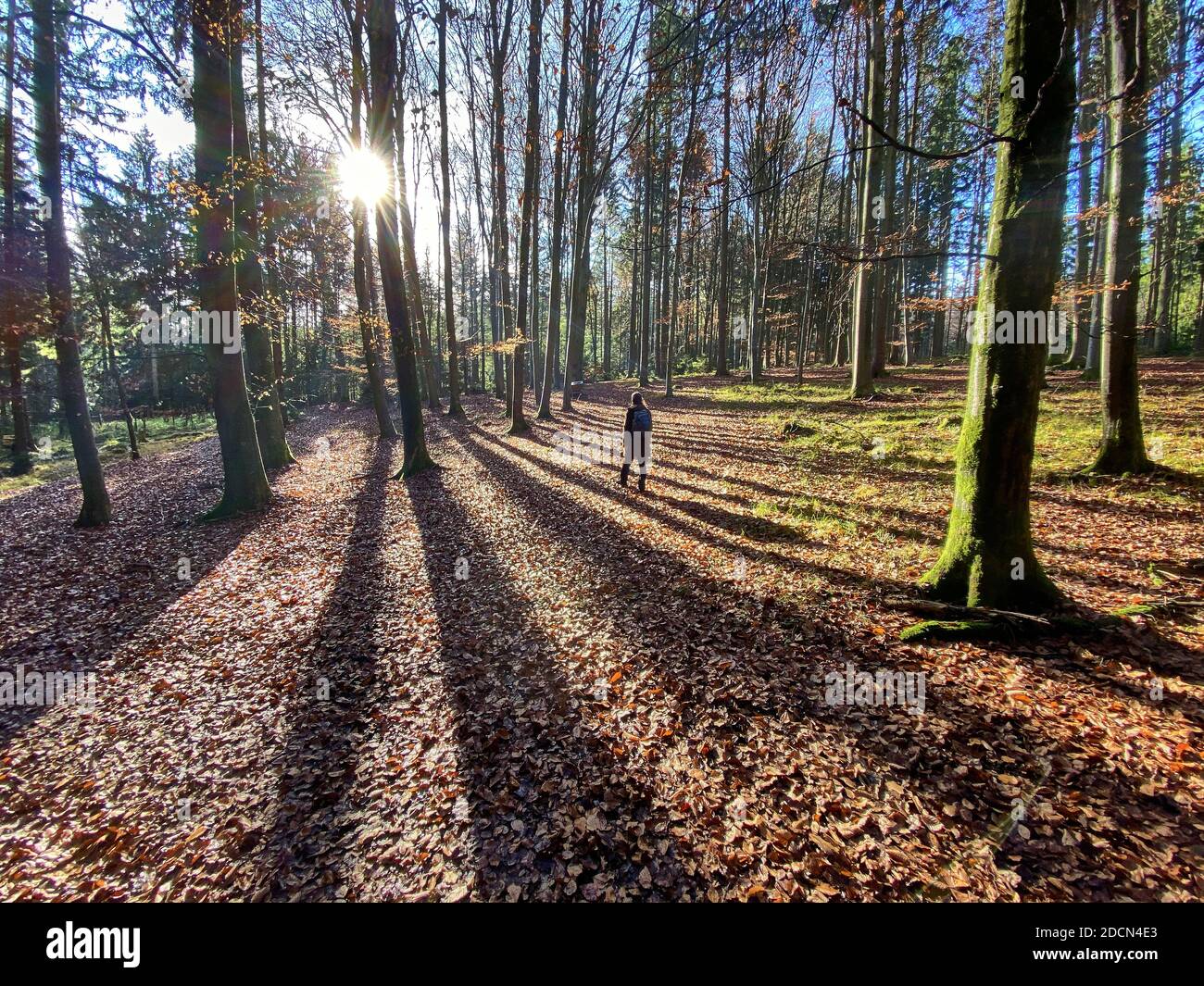 Una donna sta camminando attraverso la foresta in autunno, bagni di foresta, o shinrin-yoku il 22 novembre 2020 a Pfaffenhofen a.H. ILM, Baviera, Germania. Forest Bath – ha il potere di contrastare malattie come cancro, ictus, ulcere gastriche, depressione. Il termine emerse in Giappone negli anni ottanta come esercizio fisiologico e psicologico chiamato shinrin-yoku ("bagno di foresta" o "presa nella foresta). © Peter Schatz / Alamy Stock Photos MODELLO RILASCIATO Foto Stock