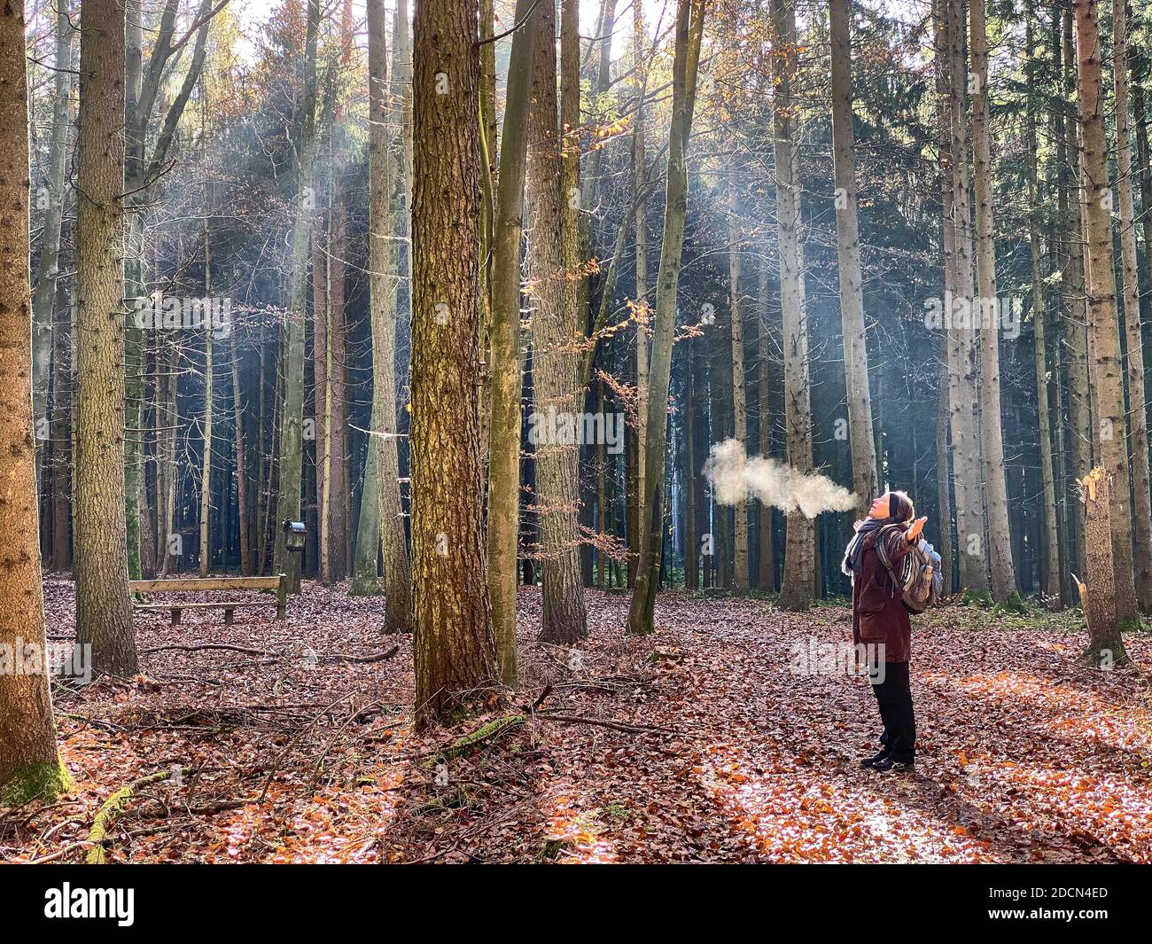 Una donna sta camminando attraverso la foresta in autunno, bagni di foresta, o shinrin-yoku il 22 novembre 2020 a Pfaffenhofen a.H. ILM, Baviera, Germania. Forest Bath – ha il potere di contrastare malattie come cancro, ictus, ulcere gastriche, depressione. Il termine emerse in Giappone negli anni ottanta come esercizio fisiologico e psicologico chiamato shinrin-yoku ("bagno di foresta" o "presa nella foresta). © Peter Schatz / Alamy Stock Photos MODELLO RILASCIATO Foto Stock