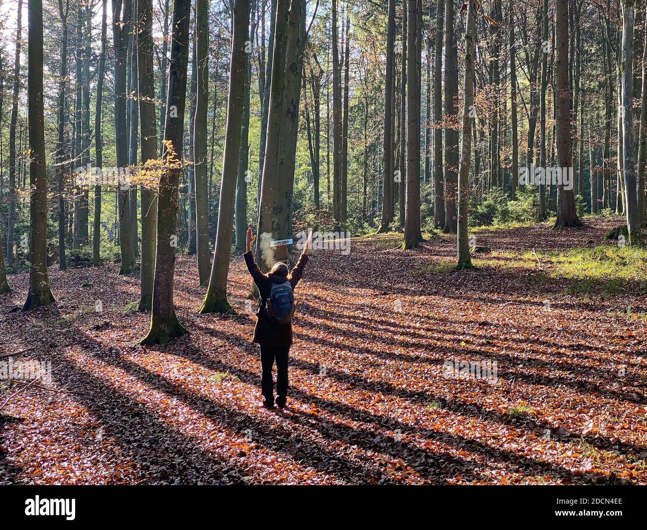 Una donna sta camminando attraverso la foresta in autunno, bagni di foresta, o shinrin-yoku il 22 novembre 2020 a Pfaffenhofen a.H. ILM, Baviera, Germania. Forest Bath – ha il potere di contrastare malattie come cancro, ictus, ulcere gastriche, depressione. Il termine emerse in Giappone negli anni ottanta come esercizio fisiologico e psicologico chiamato shinrin-yoku ("bagno di foresta" o "presa nella foresta). © Peter Schatz / Alamy Stock Photos MODELLO RILASCIATO Foto Stock