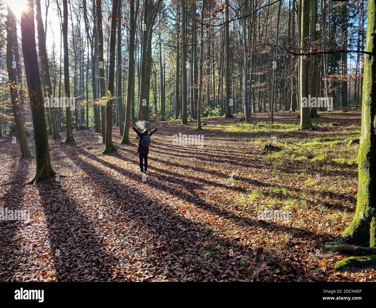 Una donna sta camminando attraverso la foresta in autunno, bagni di foresta, o shinrin-yoku il 22 novembre 2020 a Pfaffenhofen a.H. ILM, Baviera, Germania. Forest Bath – ha il potere di contrastare malattie come cancro, ictus, ulcere gastriche, depressione. Il termine emerse in Giappone negli anni ottanta come esercizio fisiologico e psicologico chiamato shinrin-yoku ("bagno di foresta" o "presa nella foresta). © Peter Schatz / Alamy Stock Photos MODELLO RILASCIATO Foto Stock