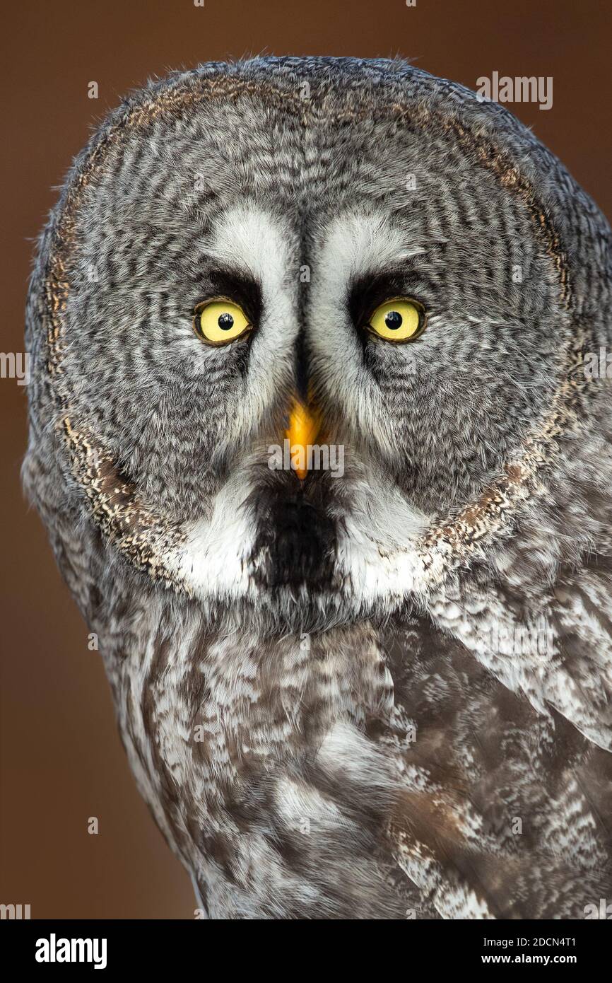 Il grande gufo grigio o grande gufo grigio (Strix nebuulosa) è un gufo molto grande, documentato come la più grande specie di gufo del mondo per lunghezza. Foto Stock