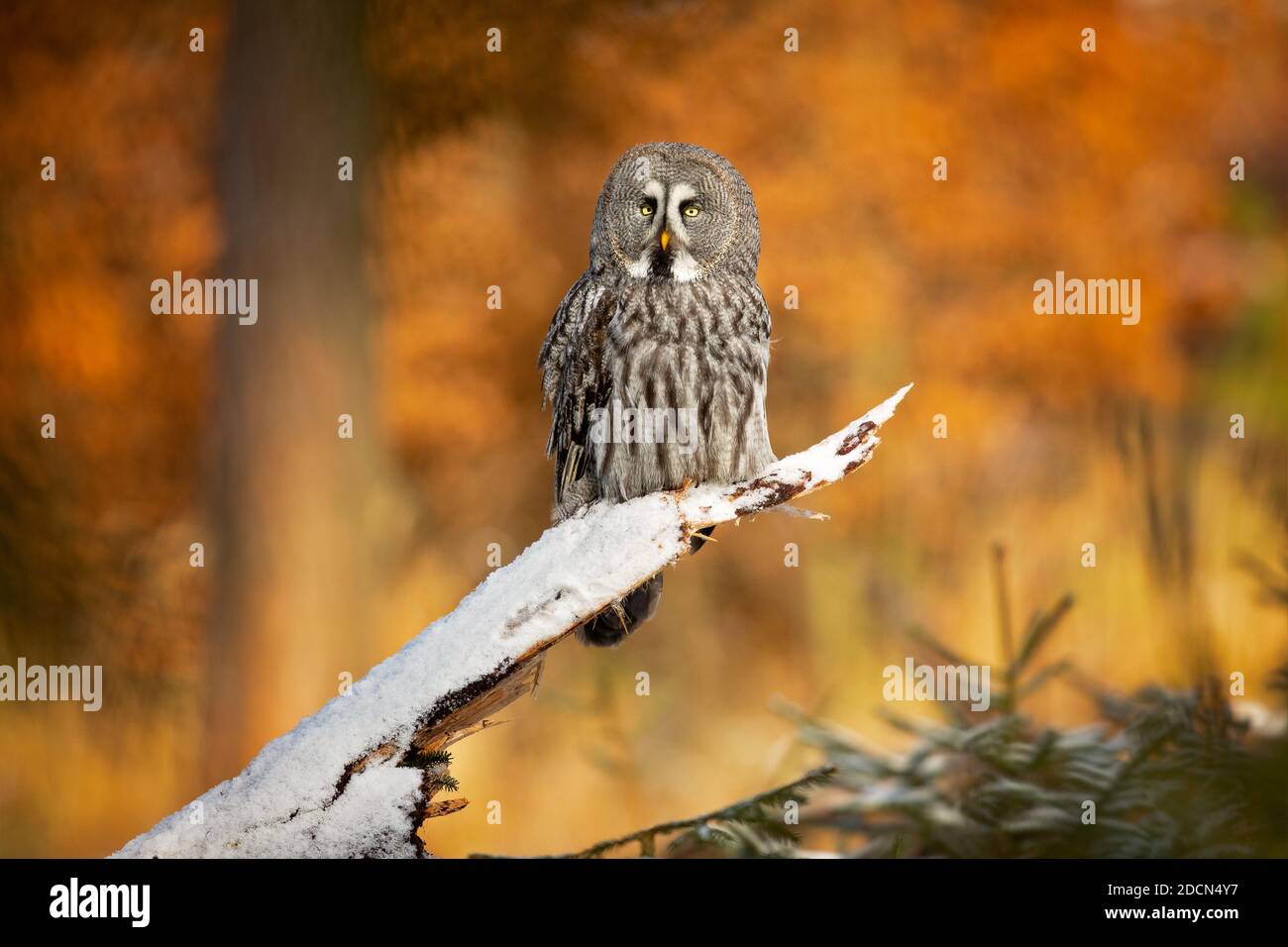 Il grande gufo grigio o grande gufo grigio (Strix nebuulosa) è un gufo molto grande, documentato come la più grande specie di gufo del mondo per lunghezza. Foto Stock