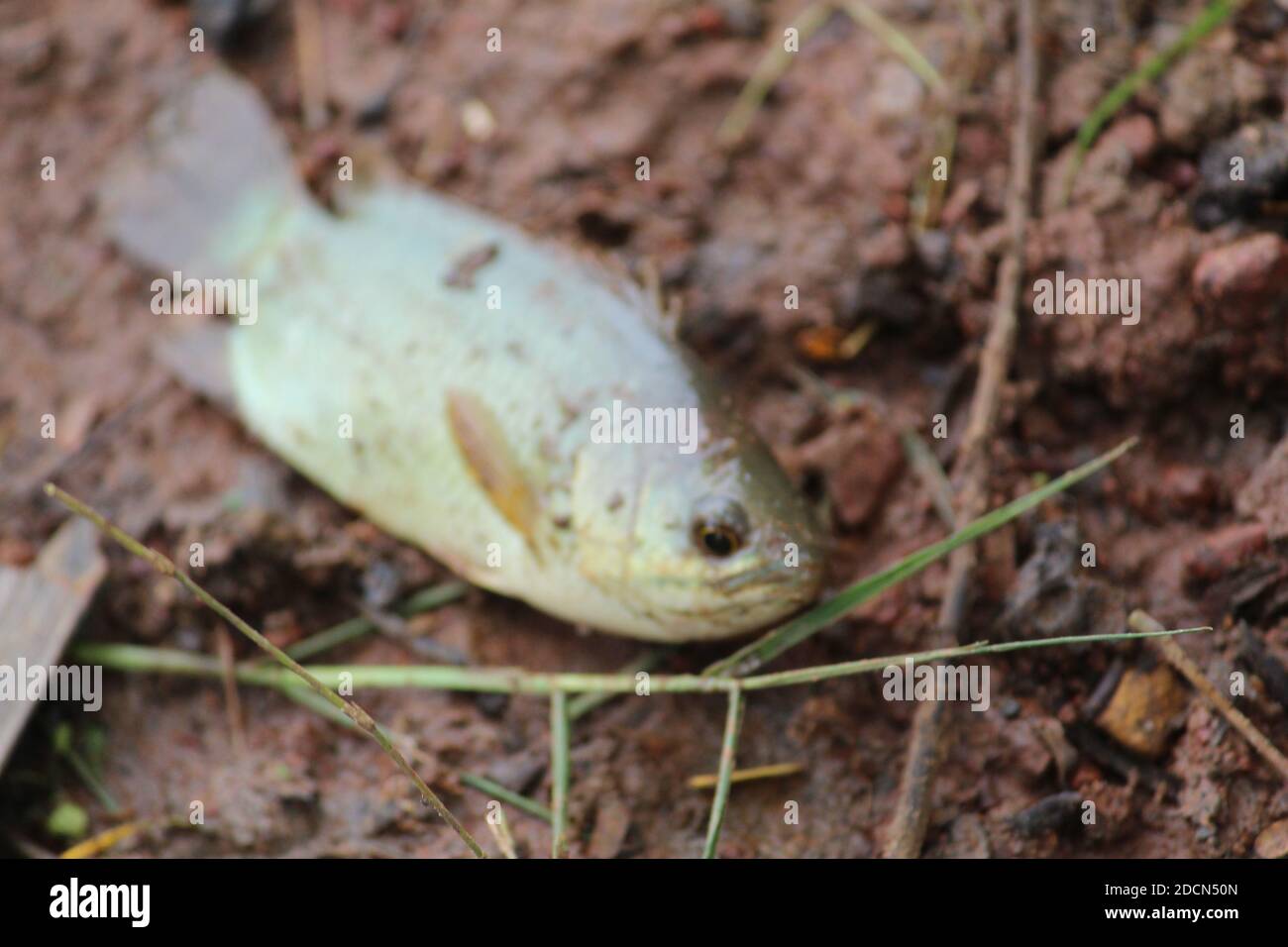 Pesce di Anabas adagiato sul terreno anabas koi pesce a terra Foto Stock