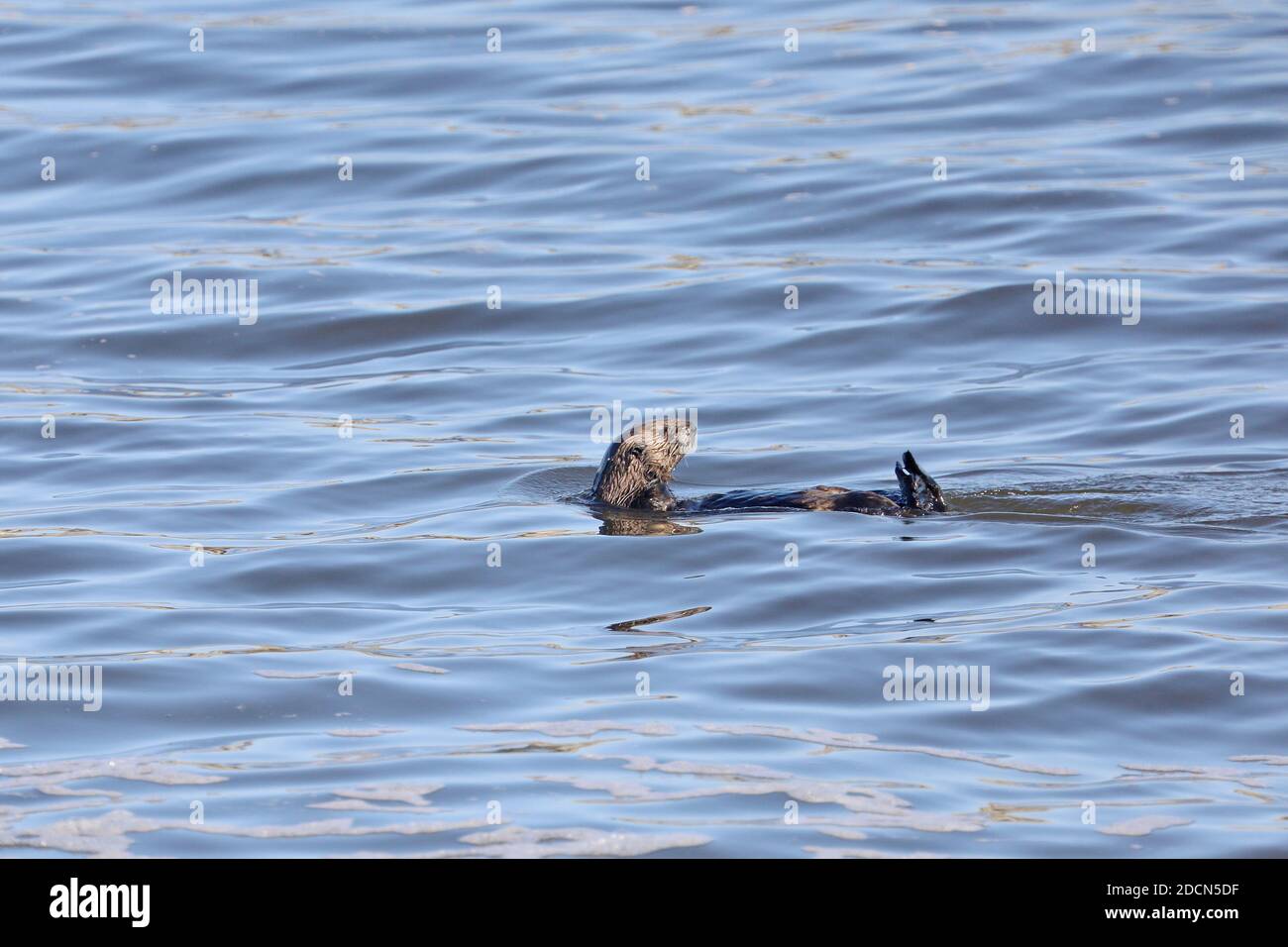 Lontre marine a Moss Landing, California Foto Stock