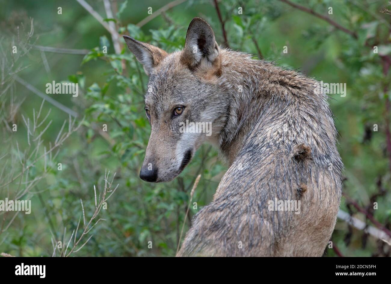 Il lupo nella fauna di Civitella Alfedena, Abruzzo, Italia Foto Stock