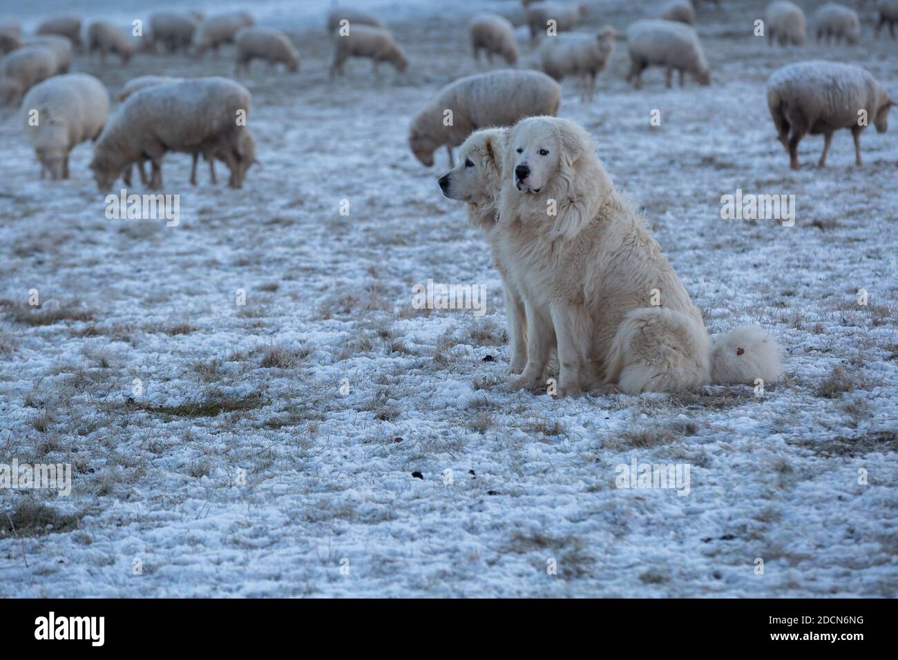 Due cani di montagna dei Pirenei che tengono sotto controllo il loro gregge di pecore su una mattina fredda e gelida d'inverno. Foto Stock